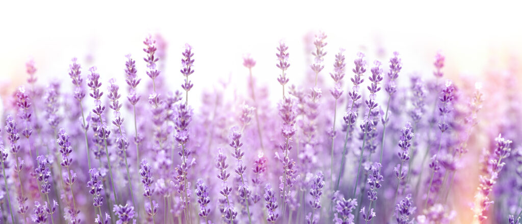 福井の行政書士が実践|AIを活用した信用調査の新しいカタチとは?