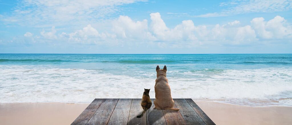 高度人材とは？福井の行政書士が解説する在留資格の優遇制度